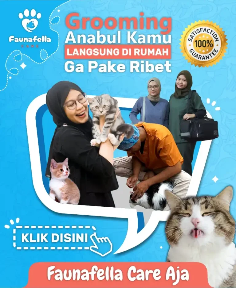 Grooming anabul langsung dirumah.webp
