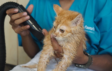 Grooming kucing kutu faunafella