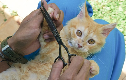 Harga grooming kucing 2022 faunafella