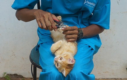 Jasa grooming kucing murah ke rumah