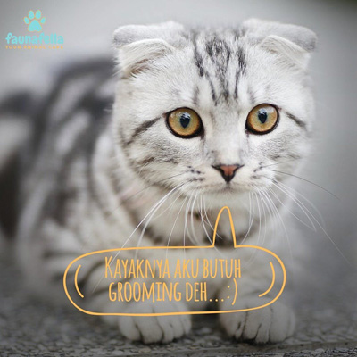 Kucing mandi jakarta profesional